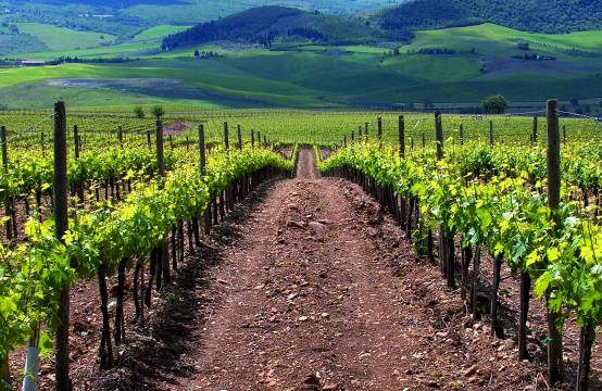 Wijngaard van Pieri in Brunello di Montalcino